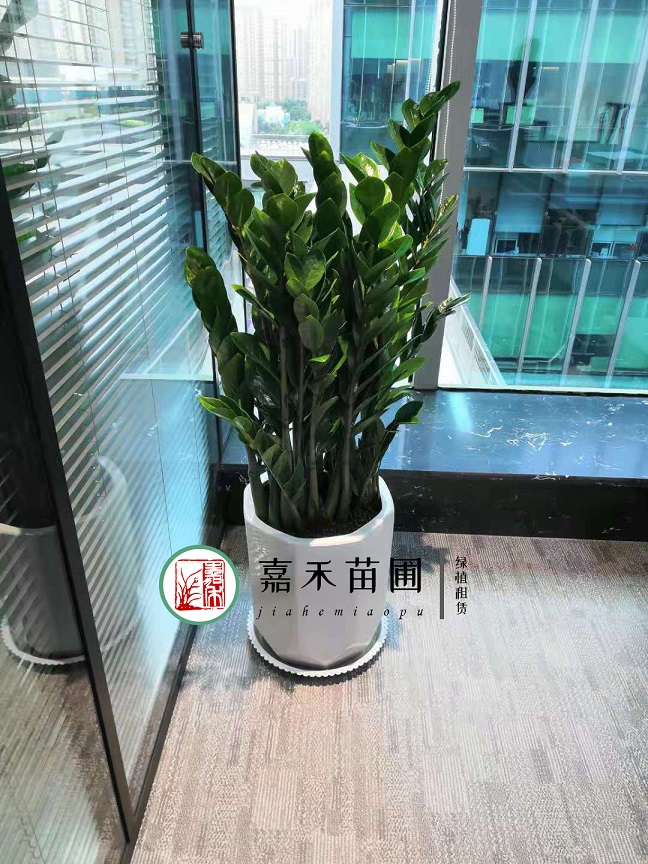 西安金錢樹綠植租賃|嘉禾苗圃 西安金錢樹綠植租賃|嘉禾苗圃
