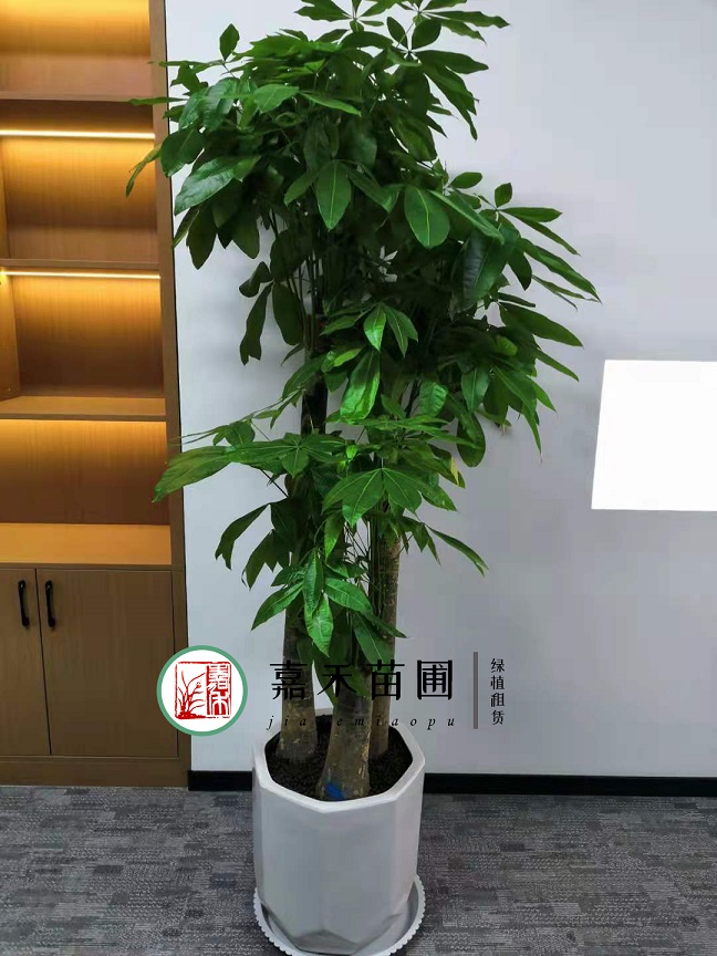 西安發(fā)財樹綠植租賃|嘉禾苗圃 西安發(fā)財樹綠植租賃|嘉禾苗圃