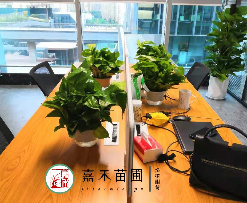 西安辦公室綠植租賃|嘉禾苗圃 西安辦公室綠植租賃|嘉禾苗圃