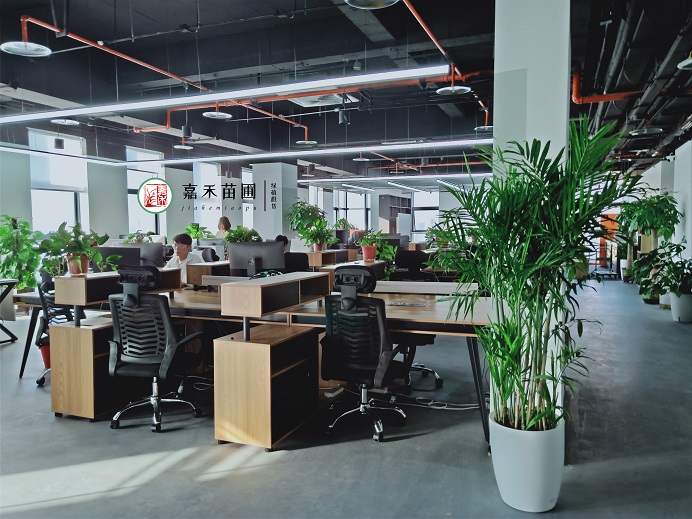 西安靠譜花卉租賃公司|嘉禾苗圃