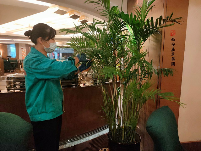 西安綠植租賃養(yǎng)護|西安嘉禾苗圃