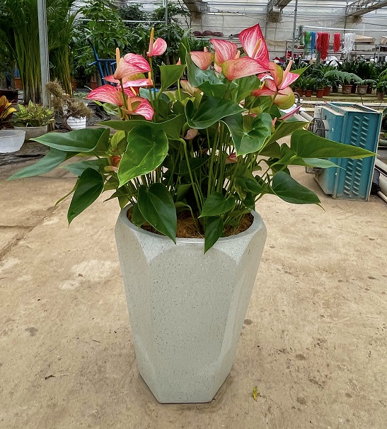 西安花卉租賃粉掌|西安嘉禾苗圃