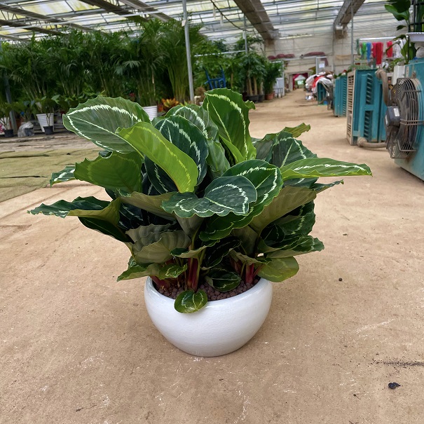 青蘋(píng)果竹芋養(yǎng)護(hù)方法|西安嘉禾苗圃