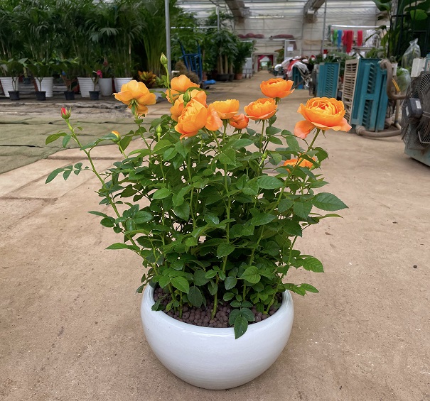 西安花卉租賃|嘉禾苗圃