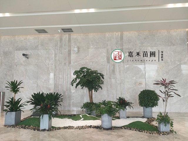 西安商場(chǎng)花卉租賃|西安嘉禾苗圃 西安商場(chǎng)花卉租賃|西安嘉禾苗圃