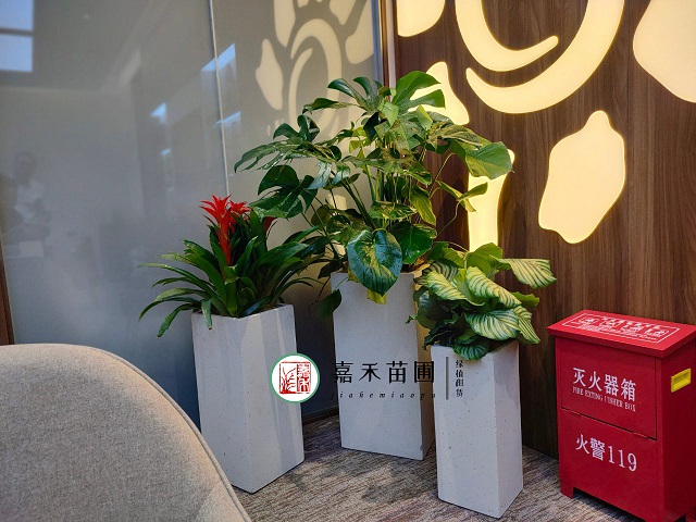 西安室內(nèi)花卉租擺方案|嘉禾苗圃 西安室內(nèi)花卉租擺方案|嘉禾苗圃