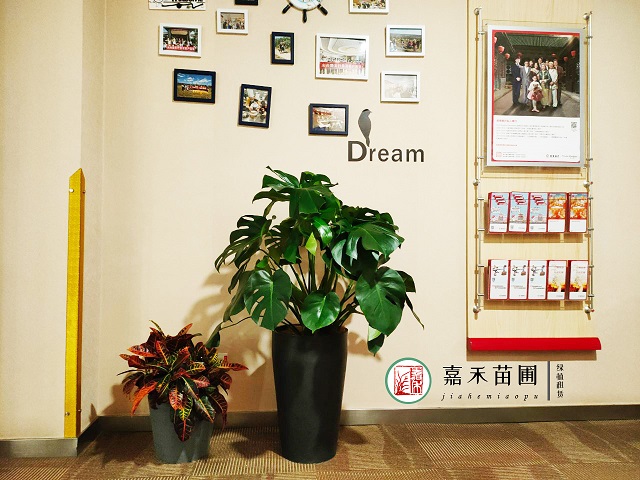 西安室內(nèi)綠植租擺方案|嘉禾苗圃 西安室內(nèi)綠植租擺方案|嘉禾苗圃