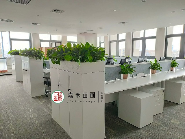 西安辦公室花卉綠植租賃方案|嘉禾苗圃 西安辦公室花卉綠植租賃方案|嘉禾苗圃