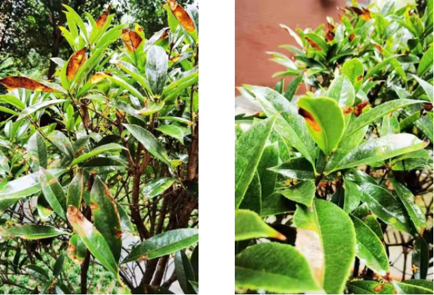 桂花樹(shù)葉子干枯變褐色|西安嘉禾苗圃