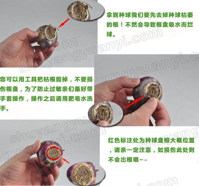 風(fēng)信子栽培方法|嘉禾苗圃