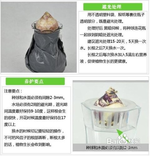 風(fēng)信子栽培技術(shù)|嘉禾苗圃