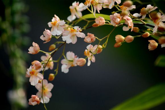 文心蘭養(yǎng)護(hù)技巧|西安嘉禾苗圃