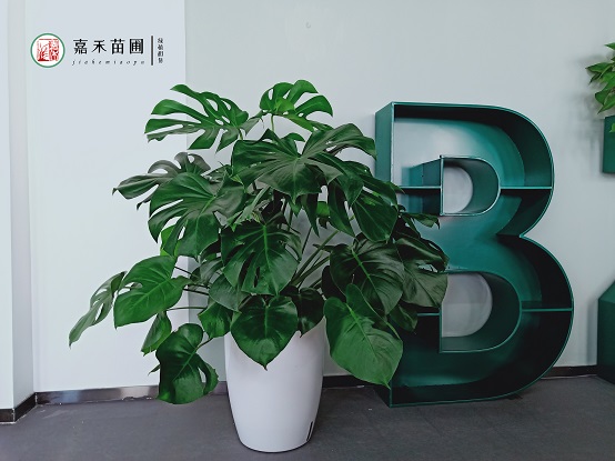 龜背竹怎么養(yǎng)護？嘉禾苗圃