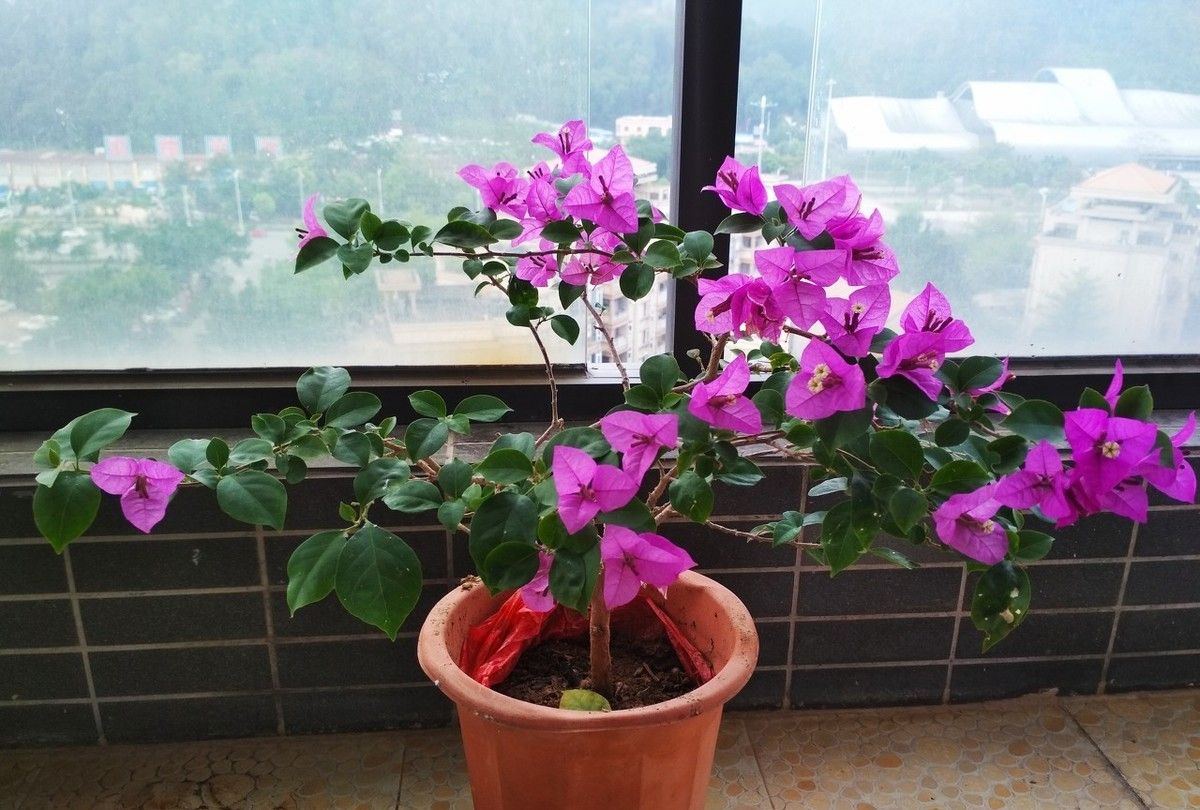 西安花卉租擺三角梅|嘉禾苗圃