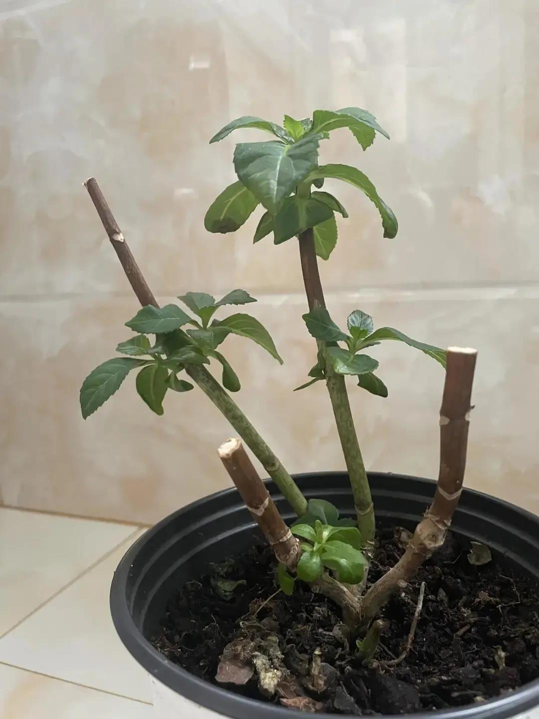 繡球花修剪后黑桿|西安嘉禾苗圃