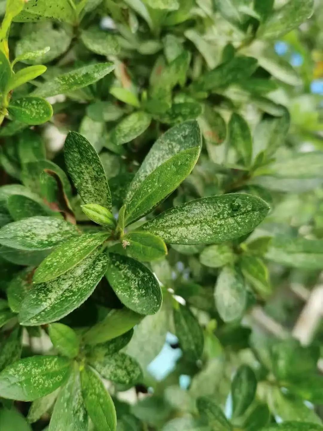 杜鵑花葉子一面白點一面黑點|西安嘉禾苗圃