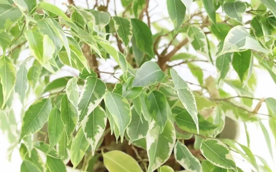 西安綠植租賃垂葉榕|西安嘉禾苗圃