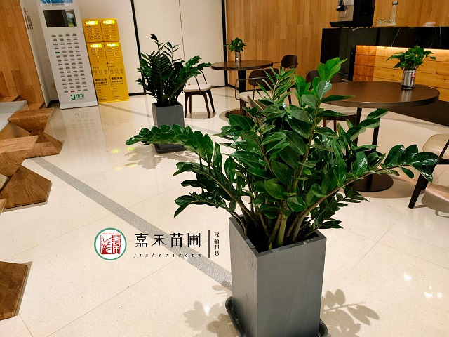 西安花卉租擺養(yǎng)護(hù)指南|西安嘉禾苗圃