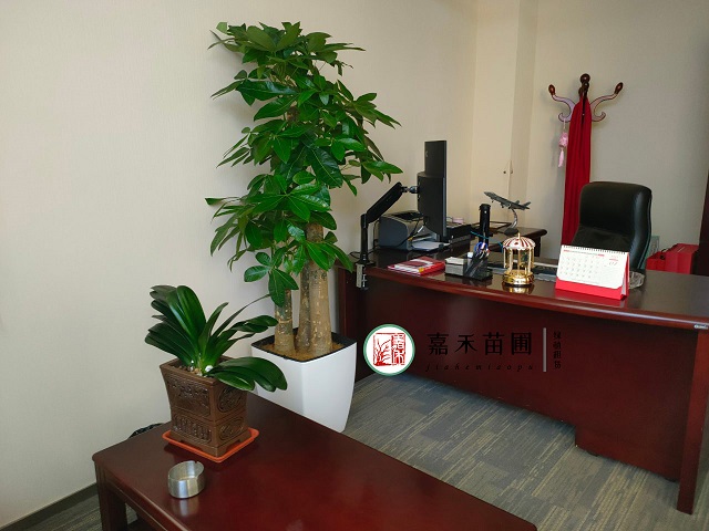 西安辦公室花卉綠植租賃|嘉禾苗圃 西安辦公室花卉綠植租賃|嘉禾苗圃