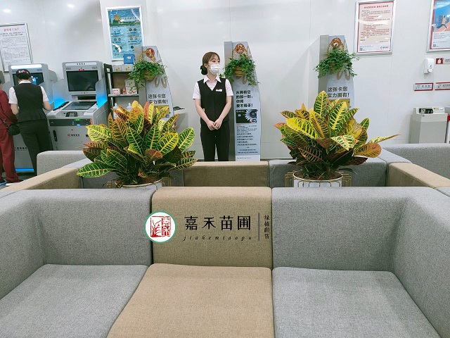 西安綠植租擺變?nèi)~木養(yǎng)護(hù)|嘉禾苗圃