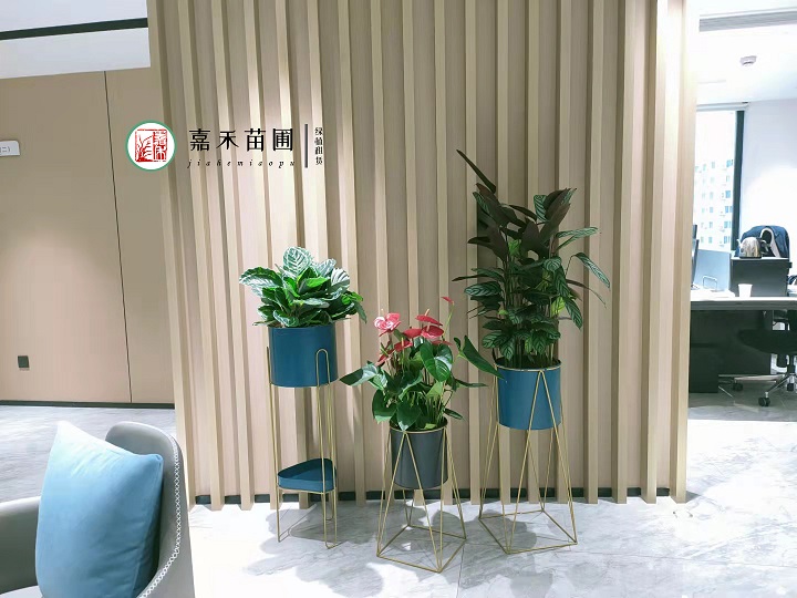 西安酒店花卉綠植租擺公司|嘉禾苗圃 西安酒店花卉綠植租擺公司|嘉禾苗圃