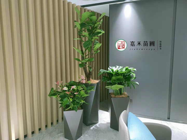 西安酒店花卉綠植租擺方案|嘉禾苗圃 西安酒店花卉綠植租擺方案|嘉禾苗圃