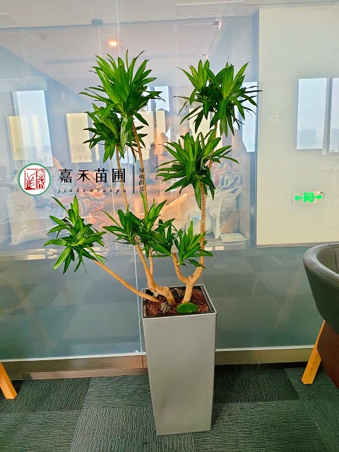 西安酒店花卉綠植租賃多少錢|嘉禾苗圃 西安酒店花卉綠植租賃多少錢|嘉禾苗圃