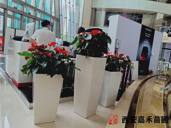 西安花卉租擺紅掌養(yǎng)護(hù)方法|嘉禾苗圃