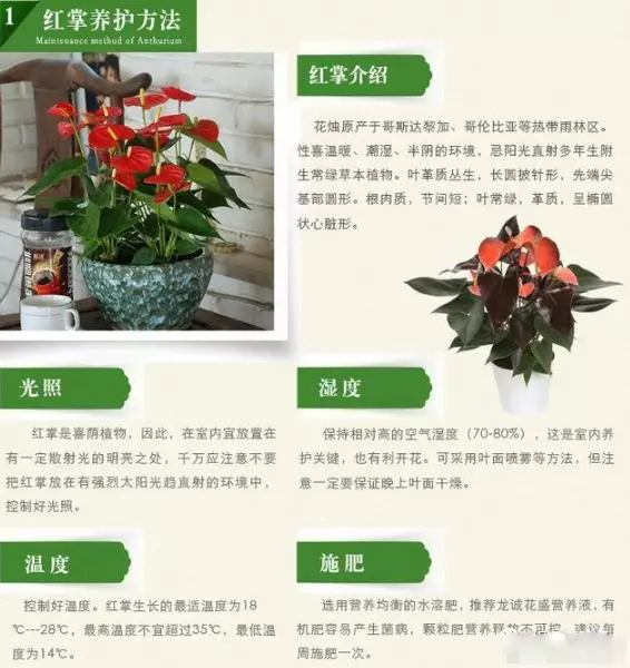 西安紅掌花卉租擺|嘉禾苗圃