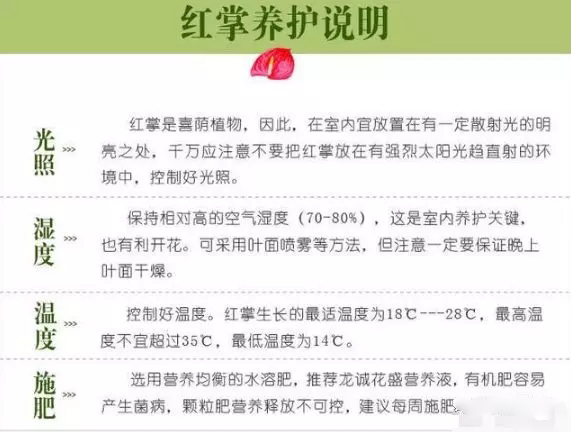 西安花卉租賃紅掌養(yǎng)護(hù)技巧|嘉禾苗圃