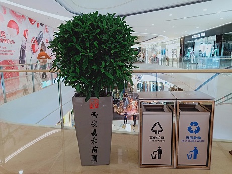 非洲茉莉養(yǎng)護(hù)方法|西安嘉禾苗圃花卉租賃