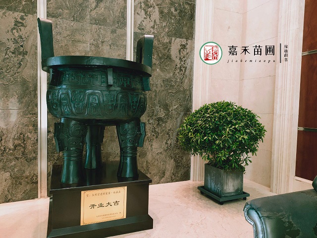 非洲茉莉怎么養(yǎng)|西安嘉禾苗圃花卉租擺