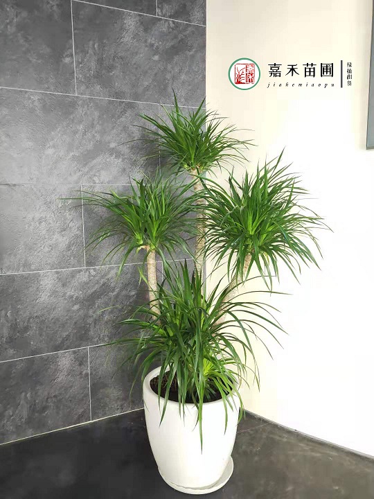 西安花卉租擺鴻運(yùn)當(dāng)頭養(yǎng)護(hù)：嘉禾苗圃