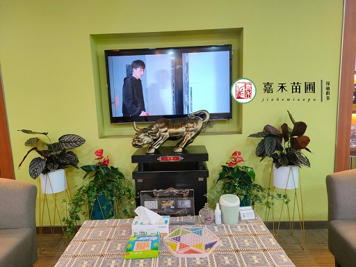 西安綠植租賃養(yǎng)護(hù)|嘉禾苗圃