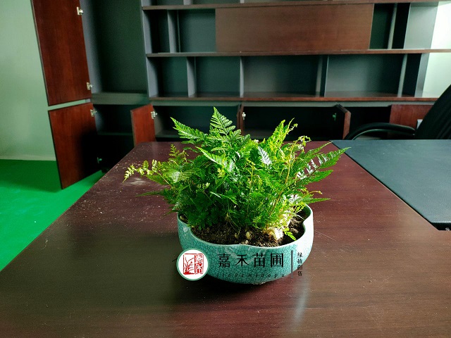 西安花卉租賃養(yǎng)護方法|西安嘉禾苗圃