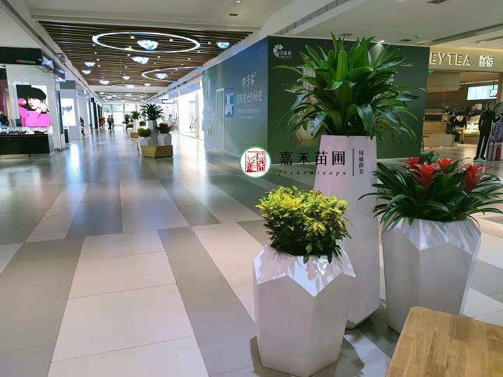 西安綠植租擺設(shè)計(jì)效果圖|嘉禾苗圃 西安綠植租擺設(shè)計(jì)效果圖|嘉禾苗圃