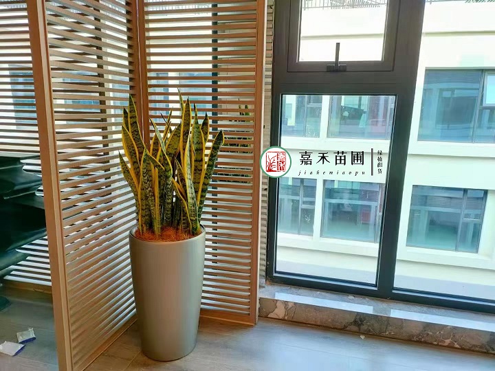 西安綠植租擺方案圖片|嘉禾苗圃 西安綠植租擺方案圖片|嘉禾苗圃