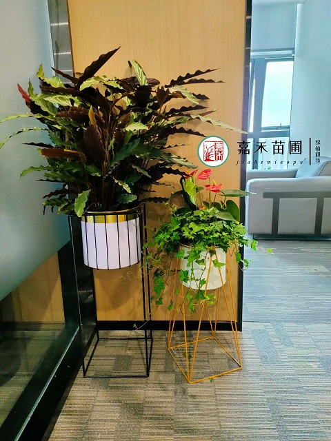 西安綠植租擺方案|嘉禾苗圃 西安綠植租擺方案|嘉禾苗圃