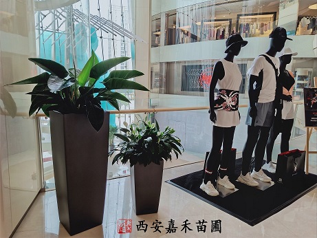 西安綠植租擺金鉆養(yǎng)護方法|西安嘉禾苗圃