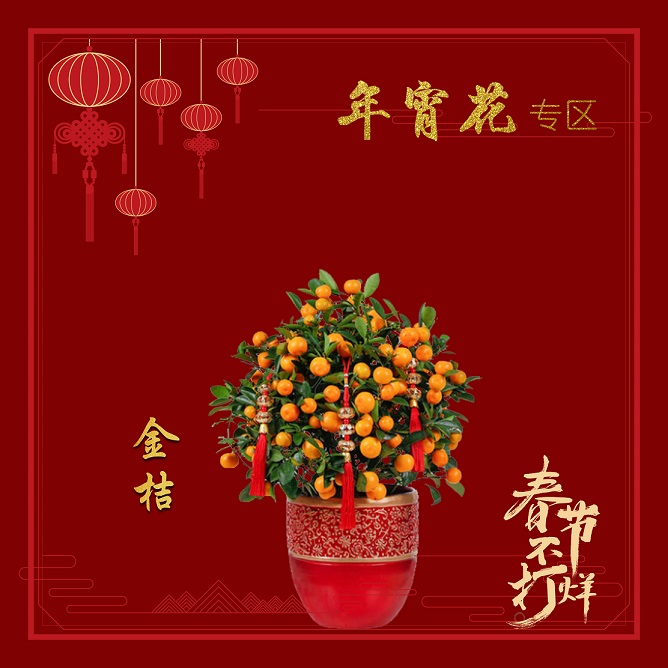 西安綠植租擺金桔養(yǎng)護(hù)|西安嘉禾苗圃