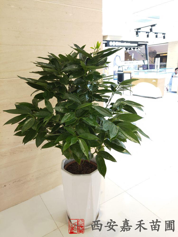 西安綠植花卉平安樹養(yǎng)護(hù)方法|嘉禾苗圃