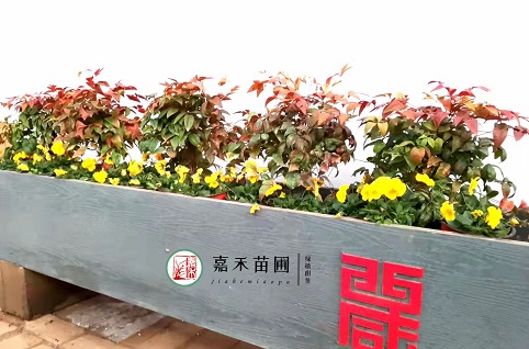 西安室外草花景觀|西安嘉禾苗圃