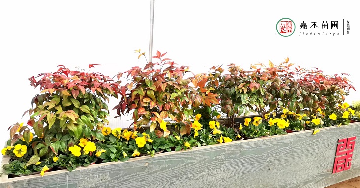 西安花箱景觀現(xiàn)場效果圖|西安嘉禾苗圃