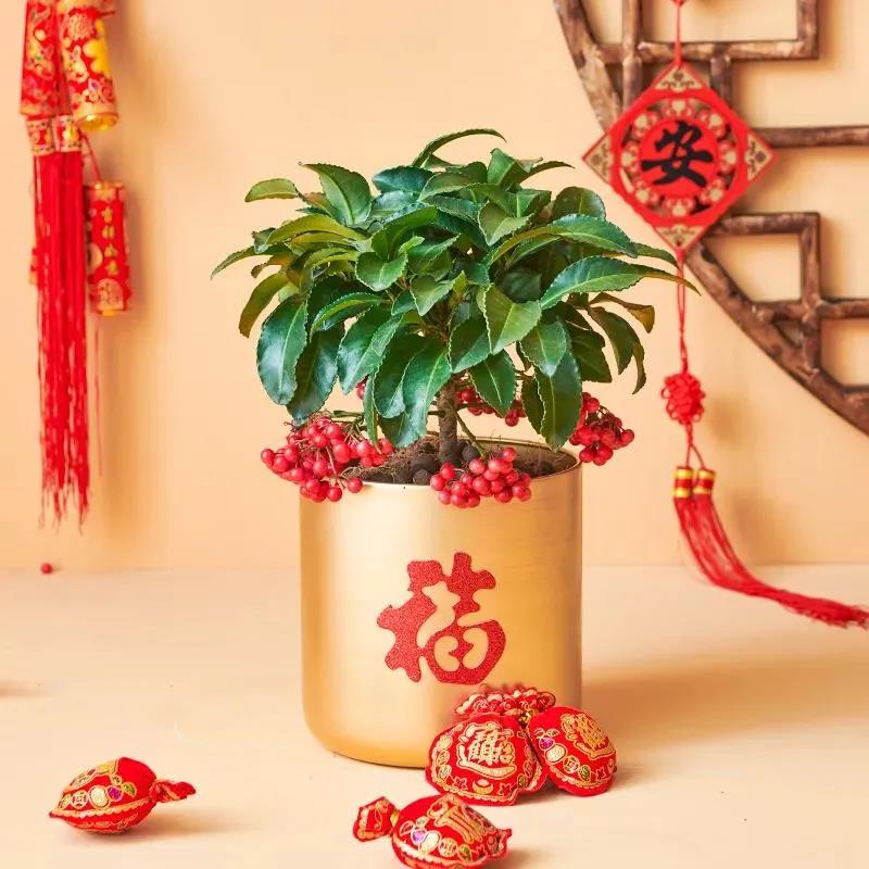 "黃金萬兩"富貴籽如何養(yǎng)護(hù)|西安嘉禾苗圃