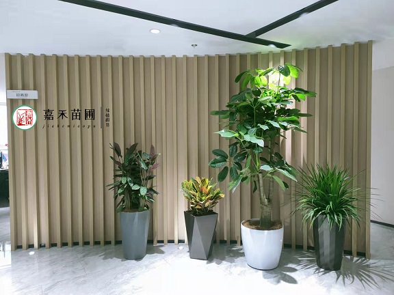 西安室內(nèi)綠植租擺因素|西安嘉禾苗圃 西安室內(nèi)綠植租擺因素|西安嘉禾苗圃