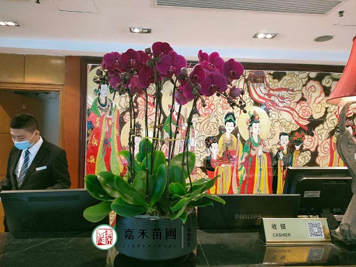 西安花卉租賃植物品種|西安嘉禾苗圃