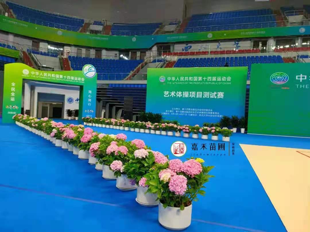 西安花卉租擺養(yǎng)護(hù)繡球花|西安嘉禾苗圃