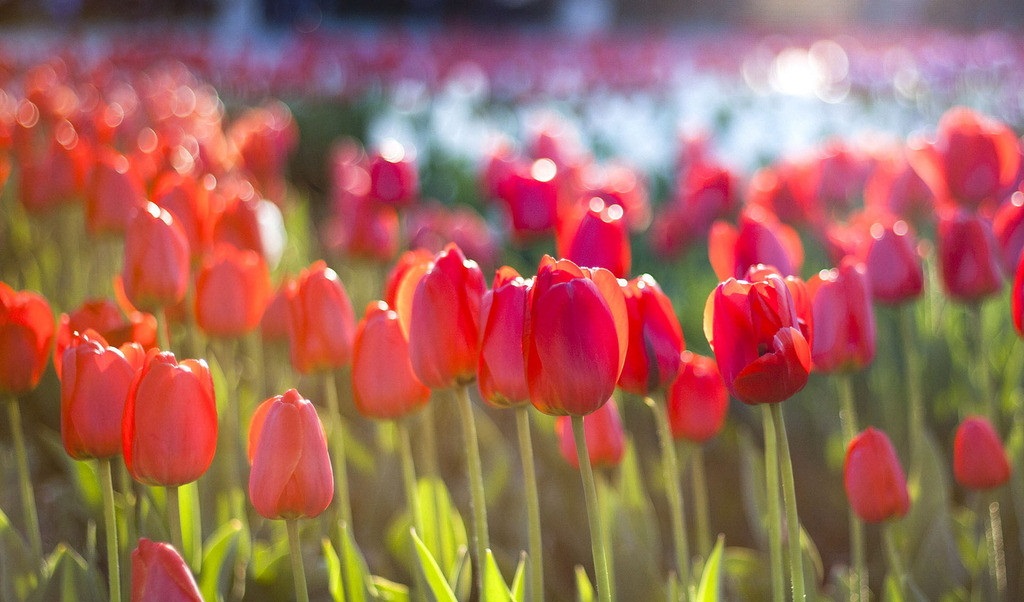西安花卉租賃郁金香|西安嘉禾苗圃