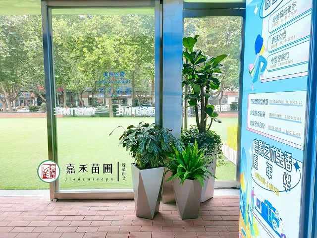 疫情后的西安花卉綠植租賃|嘉禾苗圃