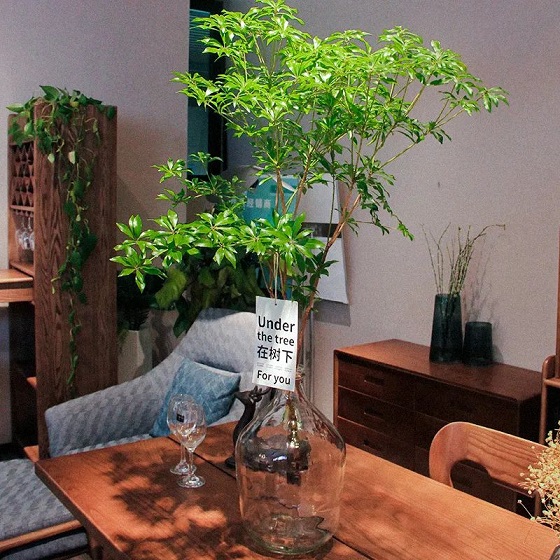 西安綠植租擺馬醉木|西安嘉禾苗圃